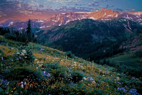 Full Bloom - Yankee Boy Basin #9