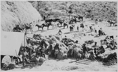 Apaches delivering hay at Fort Apache, Ariz #37
