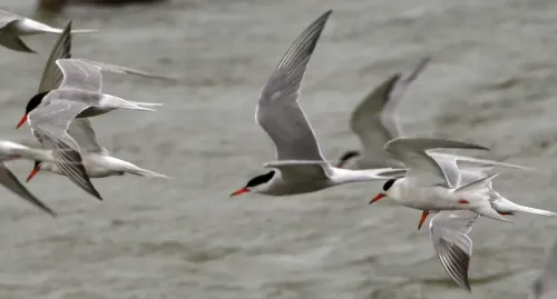 White-cheeked tern #6988