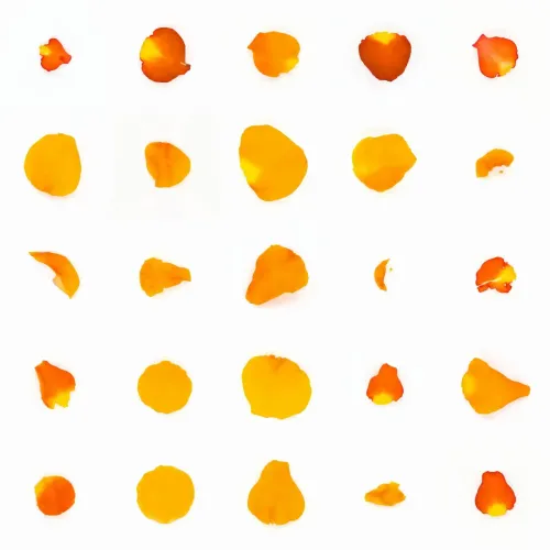 Infinite Petals 5x5#22360
