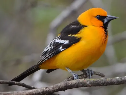 Altamira oriole #101