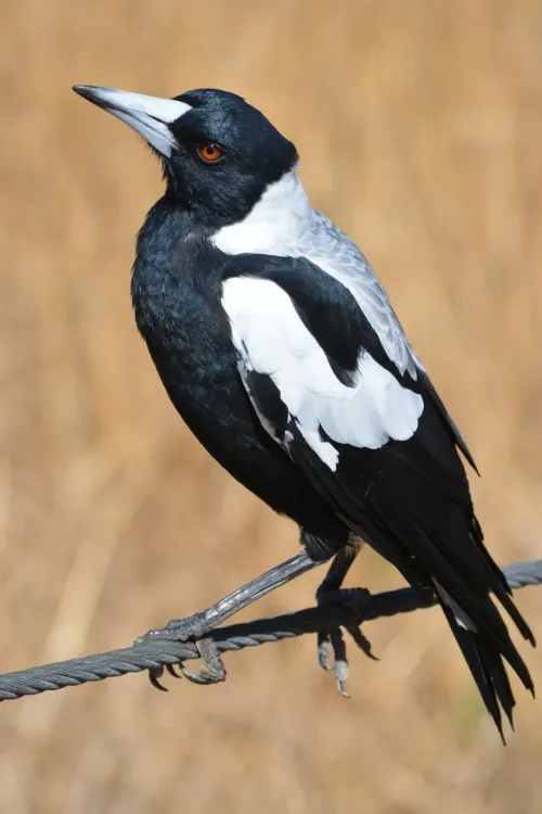 Australian magpie #321