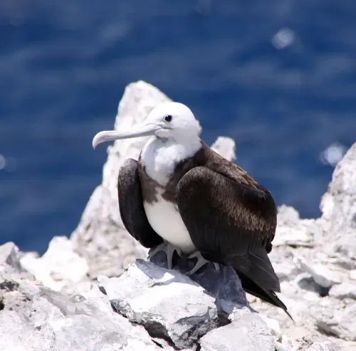 Ascension frigatebird #238