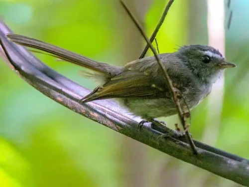 Bougainville fantail #1281