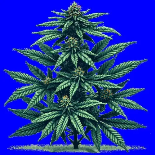 Indica#3 (#324271671)