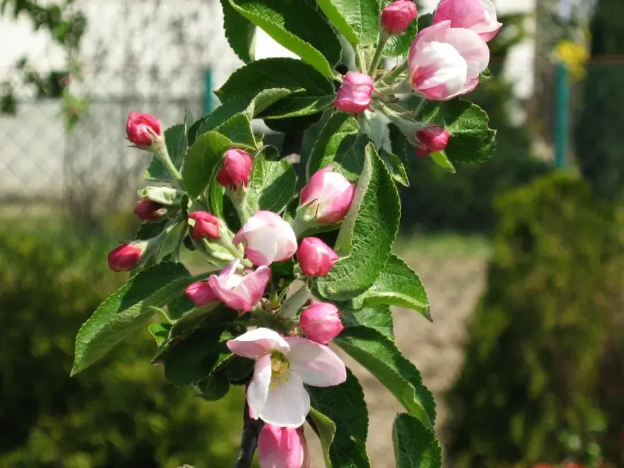 Altai apple #5