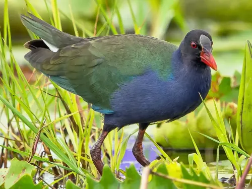 Allen's gallinule #92