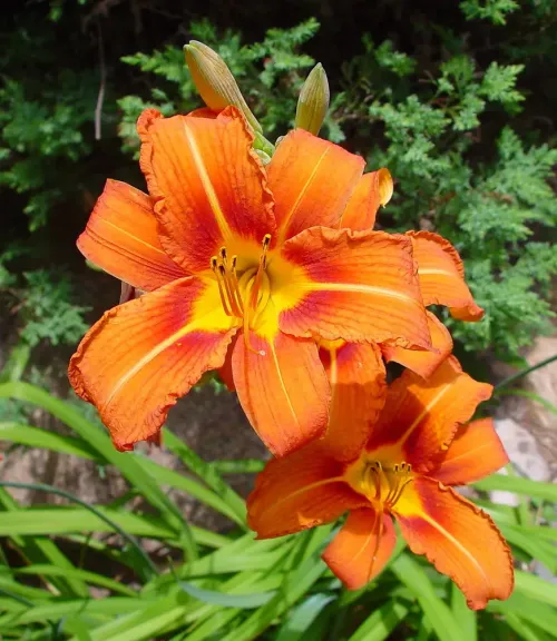 Daylily #217