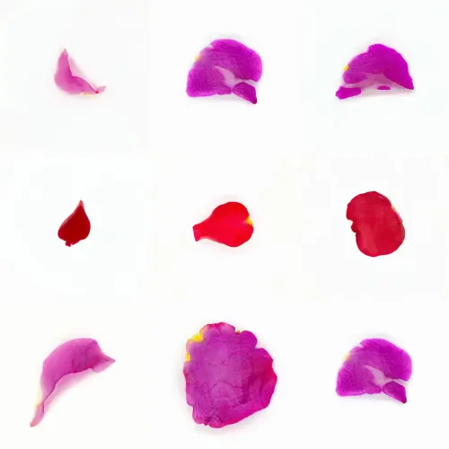 Infinite Petals 3x3#3469