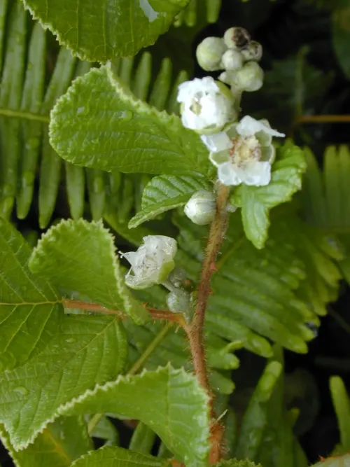 Golden Himalayan raspberry #61