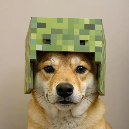 dog #61