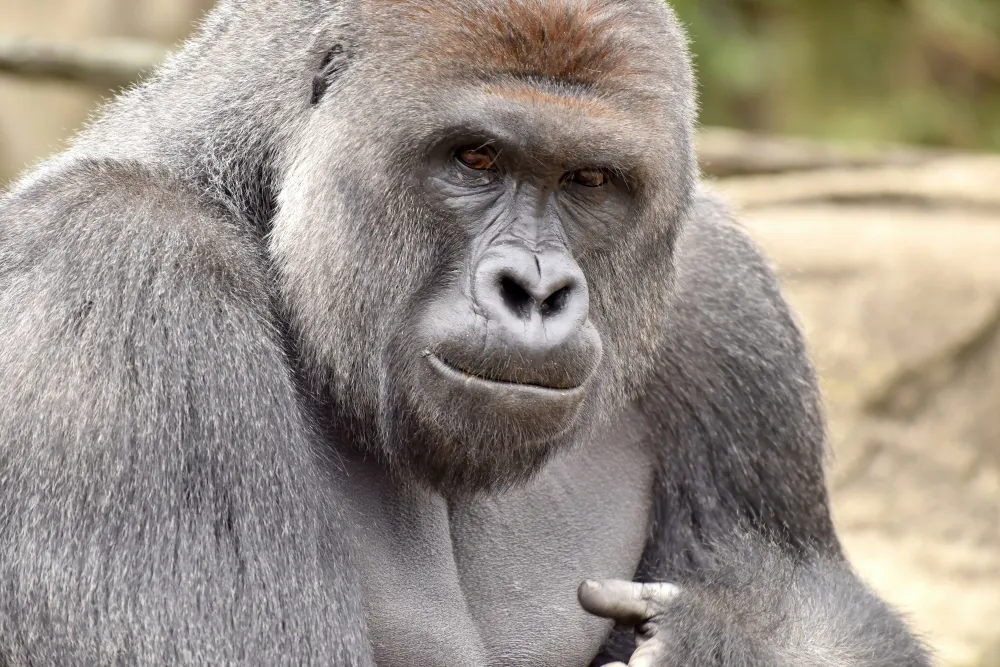 HARAMBE: LEGENDS #384