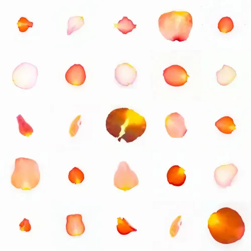 Infinite Petals 5x5#908