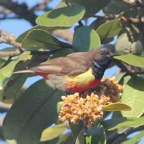 Anchieta's sunbird #147