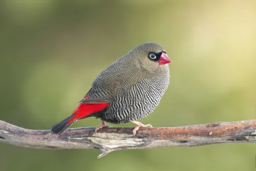 Beautiful firetail #525