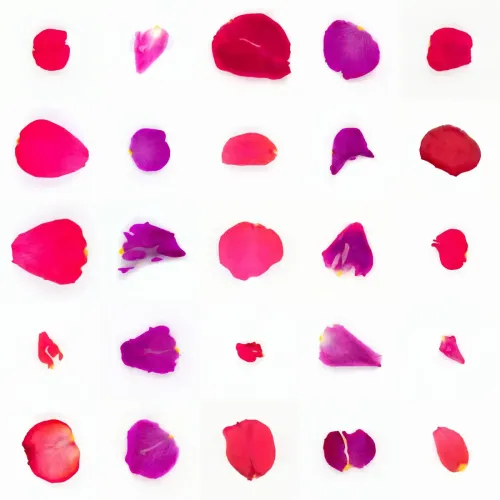 Infinite Petals 5x5#21320