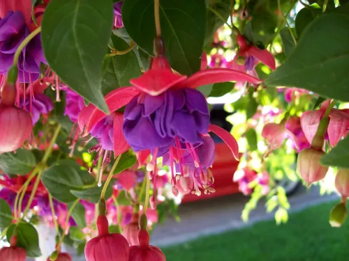 Bolivian fuchsia #24