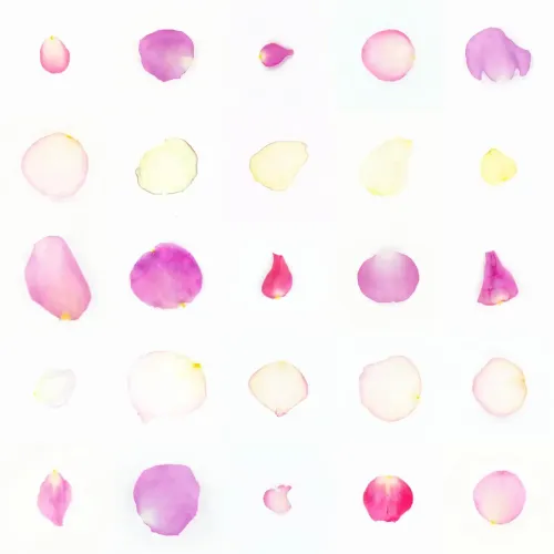 Infinite Petals 5x5#2025