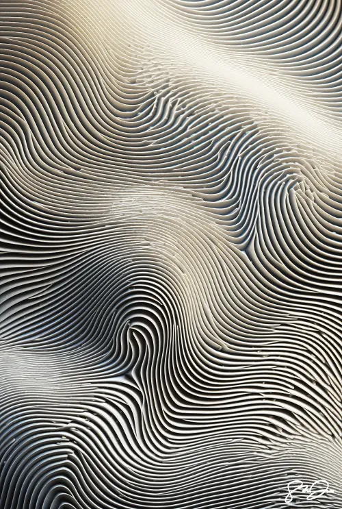 Anomaly AI 555 #3907
