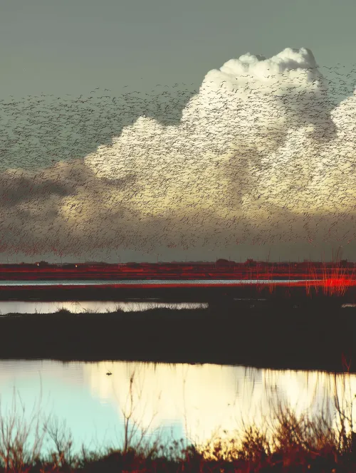 Swarm of birds over the marshes #12