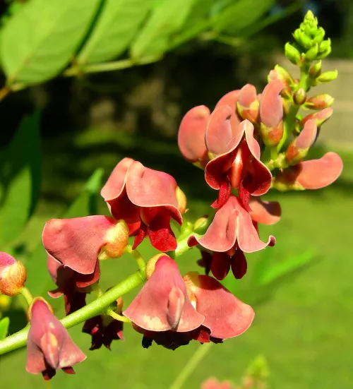 American groundnut #102