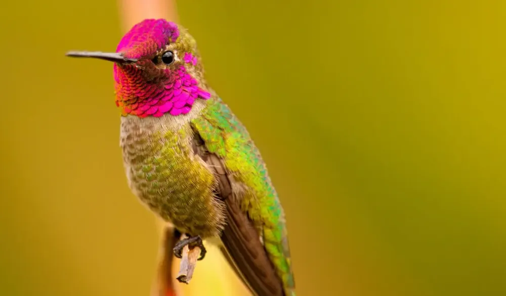 Anna's hummingbird #190