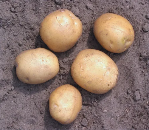 Potato #173