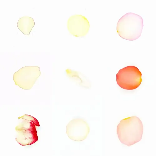 Infinite Petals 3x3#3573