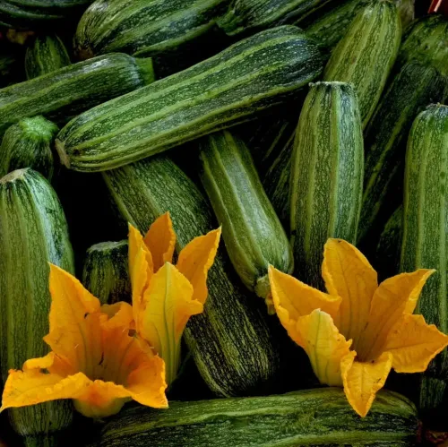 Zucchini / Courgette / Marrow #255