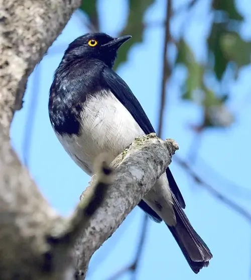 Abbott's starling #2