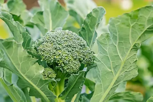 Broccoli (leaves / stalks) #26