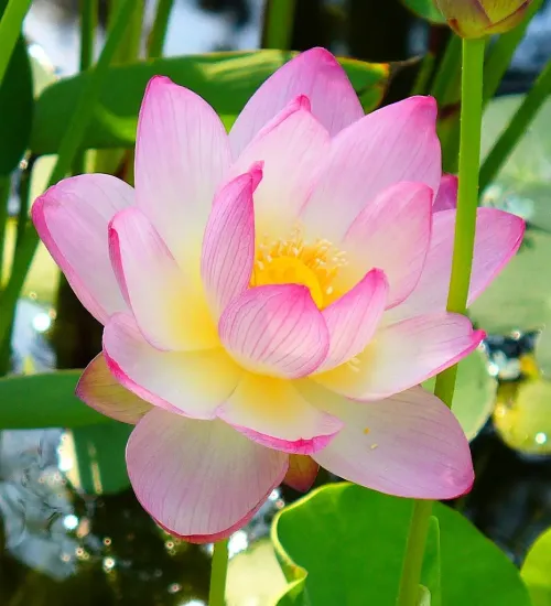 Pink Lotus root #0