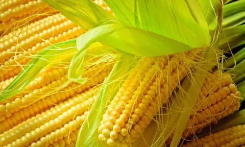 Corn / Maize #60