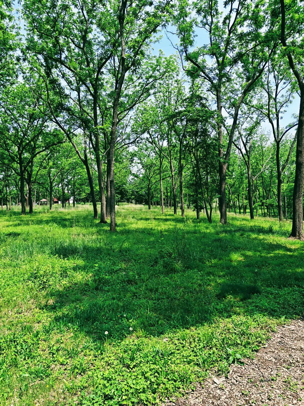 The Forest  #14