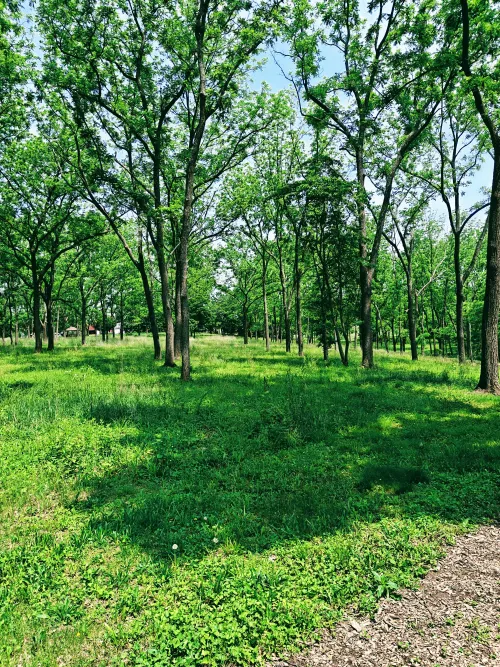 The Forest  #14