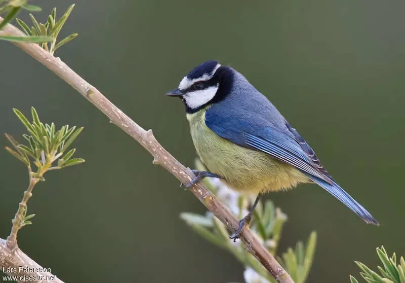 African blue tit #34