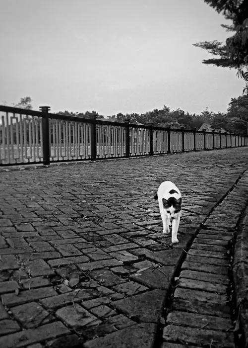 A Stroll Along the Fence