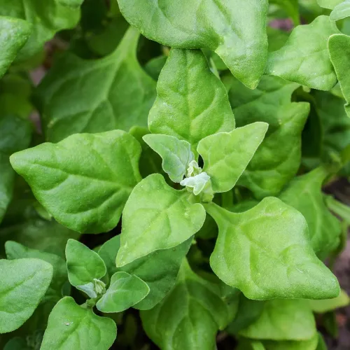 New Zealand Spinach #155