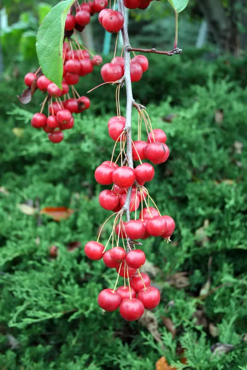 Sikkim crabapple #243