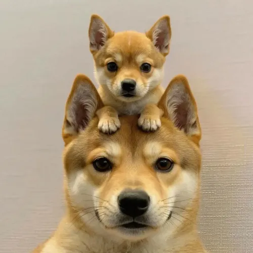 dog #53