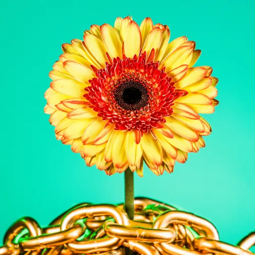 Flower #41