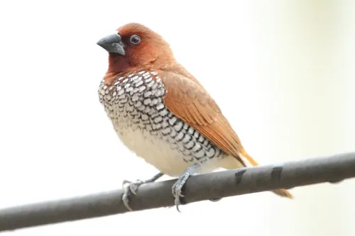 Scaly-breasted munia #5978