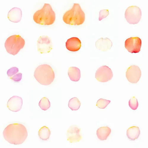 Infinite Petals 5x5#20260