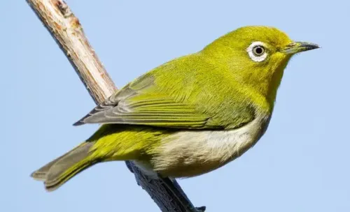 Ashy-bellied white-eye #262