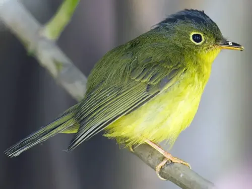 Alström's warbler #97