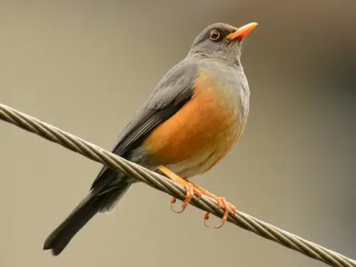 Abyssinian thrush #16