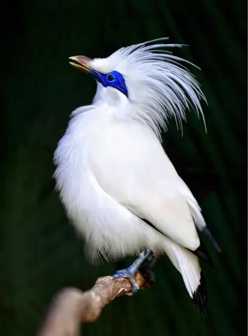 Bali myna #374