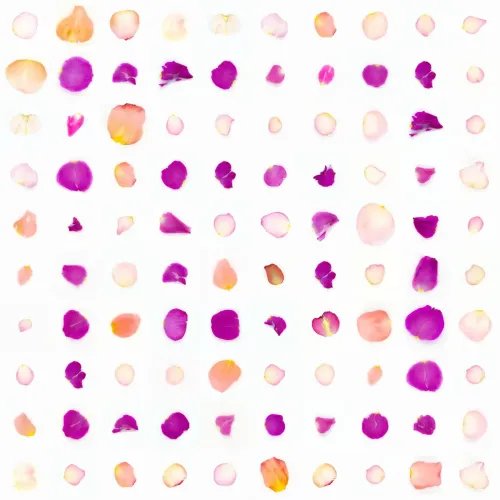 Infinite Petals 10x10＃10000