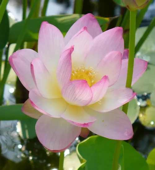 Pink Lotus root #0