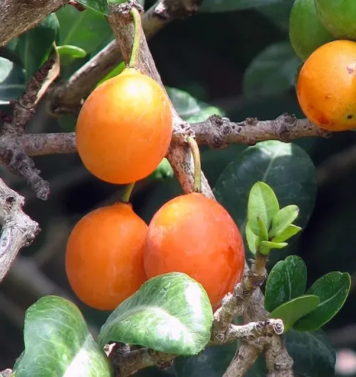 African mangosteen #5